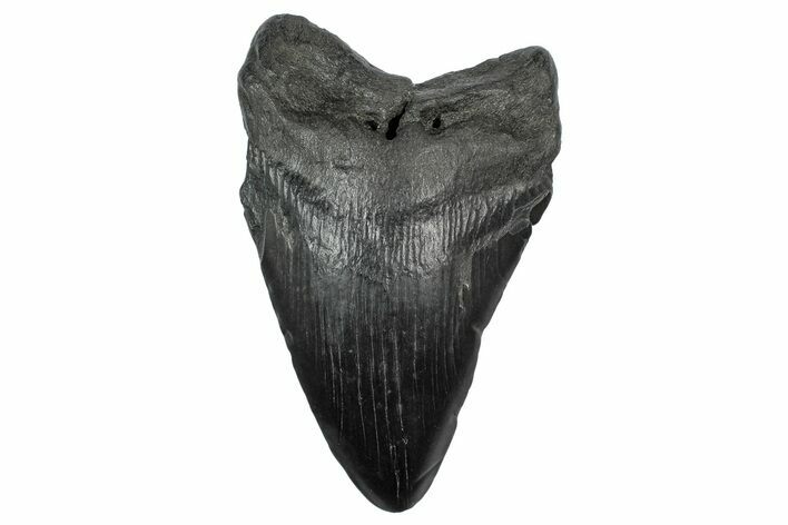 Fossil Megalodon Tooth - South Carolina #340194